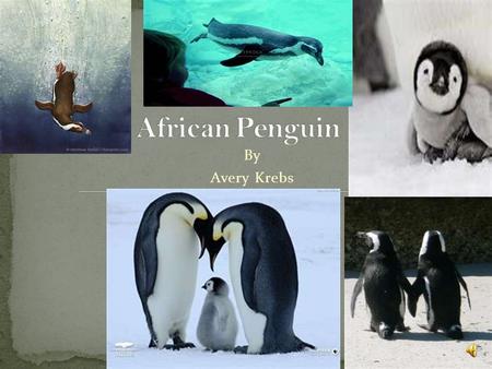 African Penguin By Avery Krebs.