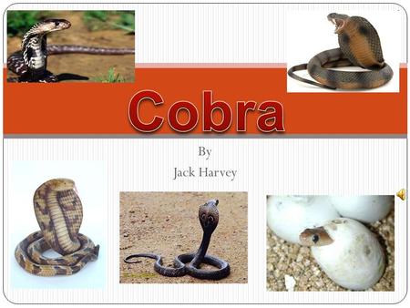 Cobra By Jack Harvey.
