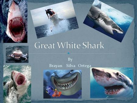 Great White Shark By Brayan Silva Ortega.