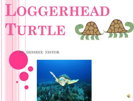 L OGGERHEAD T URTLE BY DESIREE NISTOR T HERE ARE FIVE DIFFERENT GROUPS OF ANIMALS WITH VERTEBRATES. Mammals Fish Reptile Birds Amphibians.