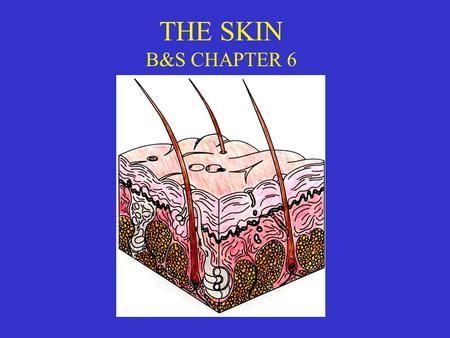 THE SKIN B&S CHAPTER 6.