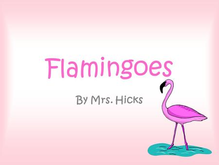 Flamingoes By Mrs. Hicks. Why learn about flamingoes? Flamingoes are an excellent example of animals which are perfectly adapted to their habitat.