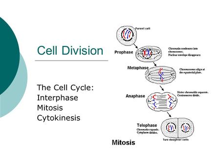 The Cell Cycle: Interphase Mitosis Cytokinesis