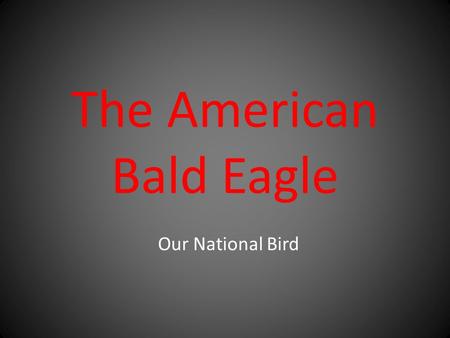 The American Bald Eagle Our National Bird. Bald eagles have 7,000 feathers.