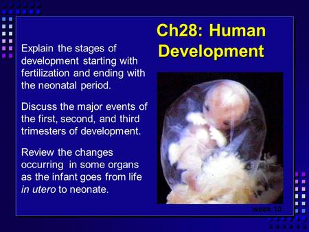 Ch28: Human Development Explain the stages of development starting with fertilization and ending with the neonatal period. Discuss the major events.