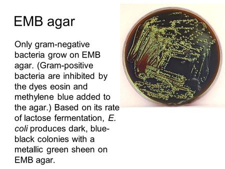 EMB agar Only gram-negative bacteria grow on EMB agar. (Gram-positive bacteria are inhibited by the dyes eosin and methylene blue added to the agar.) Based.