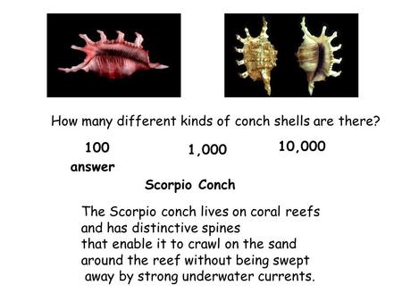 Scorpio Conch The Scorpio conch lives on coral reefs and has distinctive spines that enable it to crawl on the sand around the reef without being swept.