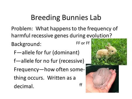 Breeding Bunnies Lab Problem: What happens to the frequency of harmful recessive genes during evolution? Background: F—allele for fur (dominant) f—allele.