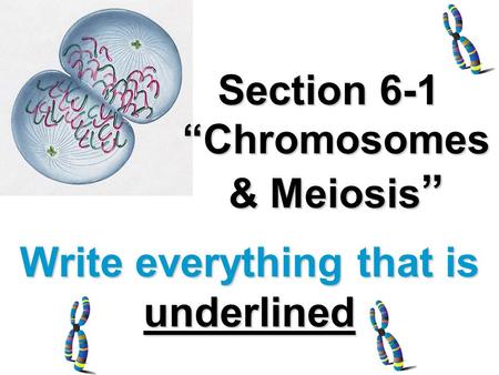 Section 6-1 “Chromosomes & Meiosis”