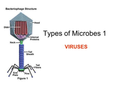 Types of Microbes 1 VIRUSES.