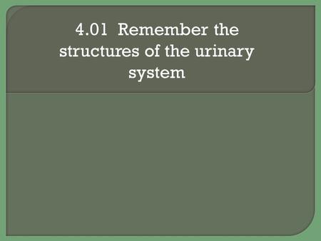 4.01 Remember the structures of the urinary system