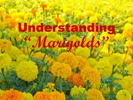 Understanding “Marigolds”