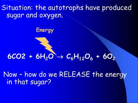 Situation: the autotrophs have produced sugar and oxygen. Energy 6CO2 + 6H 2 O C 6 H 12 O 6 + 6O 2 Now – how do we RELEASE the energy in that sugar?