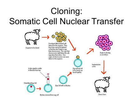 Cloning: Somatic Cell Nuclear Transfer. Nucleus from a somatic cell is placed inside a denucleated egg.