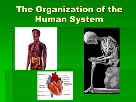 The Organization of the Human System