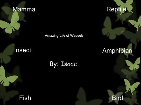 By: Isaac Mammal Reptile BirdFish Insect Amphibian Amazing Life of Weasels.