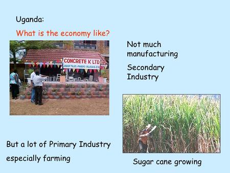 Uganda: What is the economy like? Not much manufacturing Secondary Industry But a lot of Primary Industry especially farming Sugar cane growing.