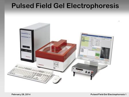 28. Februar 2014 Pulsfeldgelelektrophorese.1 February 28, 2014 Pulsed Field Gel Electrophoresis 1 Pulsed Field Gel Electrophoresis.