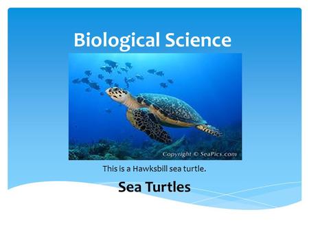 Biological Science This is a Hawksbill sea turtle. Sea Turtles.