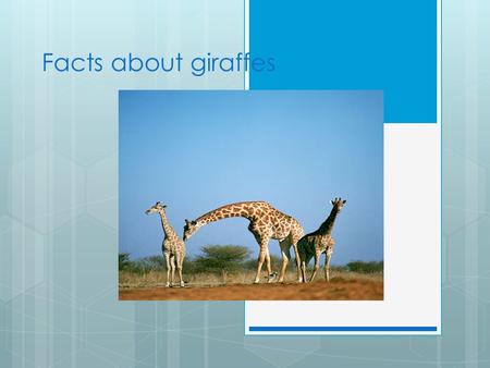 Facts about giraffes.