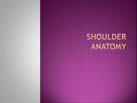 Shoulder anatomy.