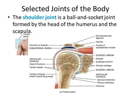 Selected Joints of the Body The shoulder joint is a ball-and-socket joint formed by the head of the humerus and the scapula.