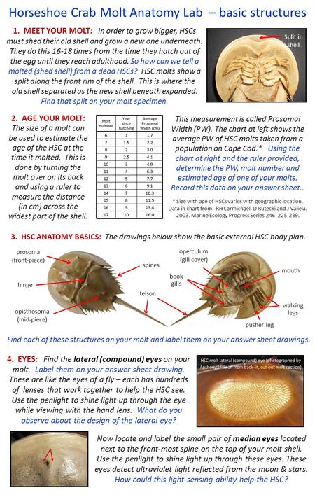Horseshoe Crab Molt Anatomy Lab – basic structures 4. EYES: Find the lateral (compound) eyes on your molt. Label them on your answer sheet drawing. These.