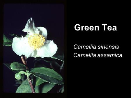 Green Tea Camellia sinensis Camellia assamica. Origins Southeast Asia 2737 B.C. First written record Emperor Shen Nong Homo erectus.
