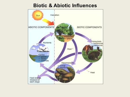 Biotic & Abiotic Influences