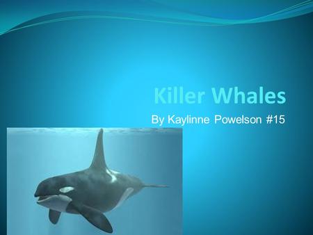 Killer Whales By Kaylinne Powelson #15. Background When Killer Whales need to breathe they go up to the searfus and breathe through a blowhole. Killer.