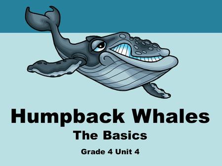 Humpback Whales The Basics Grade 4 Unit 4. Topics in this Presentation Humpback Classification Humpback Identification (features) Humpback Behaviors Threats.