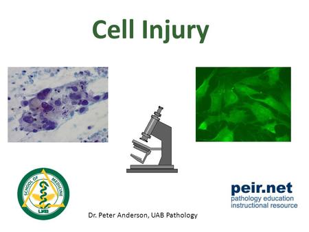 Cell Injury Dr. Peter Anderson, UAB Pathology.