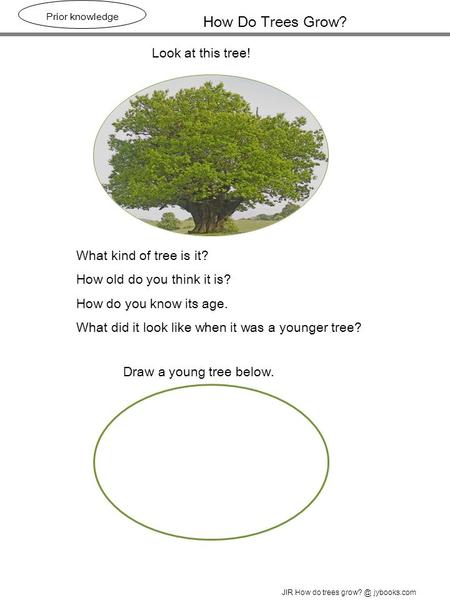 How Do Trees Grow? Prior knowledge Look at this tree! JIR How do trees jybooks.com What kind of tree is it? How old do you think it is? How do.