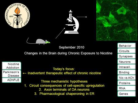 Changes in the Brain during Chronic Exposure to Nicotine September 2010 Nicotine Addiction Nicotine Addiction Parkinson’s Disease Parkinson’s Disease ADNFLE.