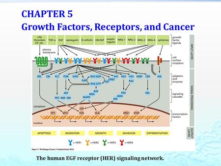 CHAPTER 5 Growth Factors, Receptors, and Cancer The human EGF receptor (HER) signaling network.