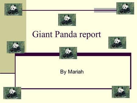 Giant Panda report By Mariah. 99% of a Giant panda’s food is bamboo but they also sometimes eat if available; fish, shrub leaves, insects and small rodents.