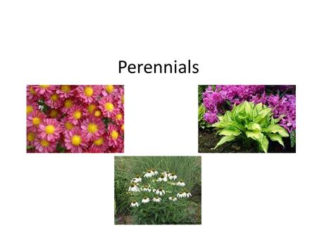 Perennials.