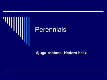 Perennials Ajuga reptans- Hedera helix. BOTANICAL NAME  A JUGA REPTANS.