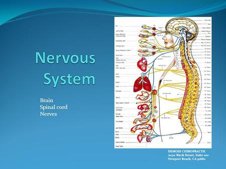 Brain Spinal cord Nerves DEMOSS CHIROPRACTIC 20321 Birch Street, Suite 100 Newport Beach, CA 92660.