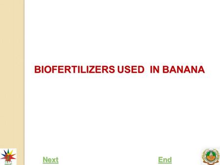 BIOFERTILIZERS USED IN BANANA Next End. After going through this RLO you should be able to:  Explain the role of biofertilizers in banana production.