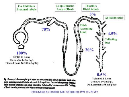From Knauf & Mutschler Klin. Wochenschr. 1991 69:239-250 70% 20% 5% 4.5% 0.5% Volume 1.5 L/day Urine Na 100 mEq/L Na Excretion 155 mEq/day 100% GFR 180.