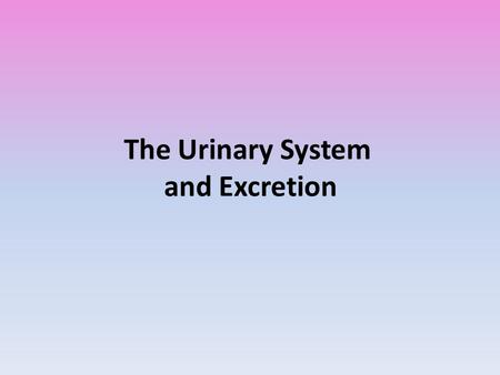 The Urinary System and Excretion. Urinary System The kidneys are the primary organs of excretion. Excretion is the removal of metabolic wastes from the.
