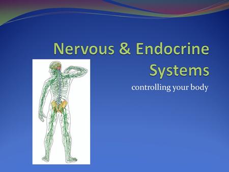 Controlling your body. Nervous and Endocrine Two major components: Central Nervous System (CNS) Peripheral Nervous System (PNS) Composed of specialized.