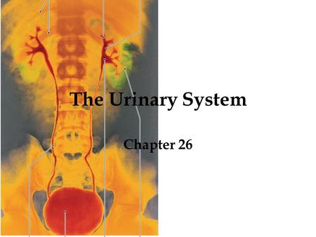 The Urinary System Chapter 26.