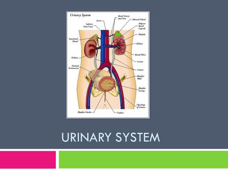 URINARY SYSTEM. Introduction  Consists of the kidneys, ureters, urinary bladder, and urethra  Kidneys: high of the posterior wall of abdominal cavity.