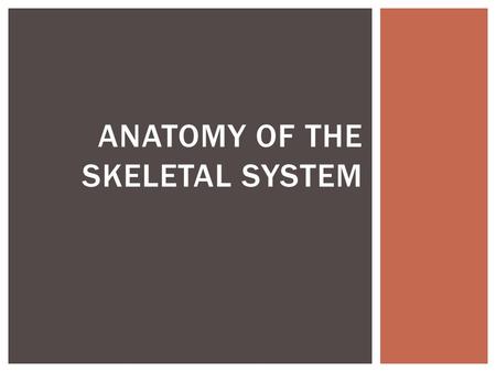 Anatomy of the Skeletal System