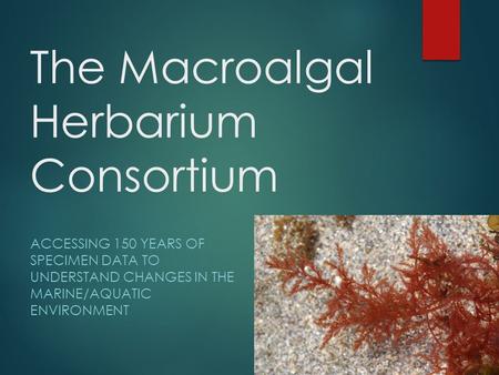 The Macroalgal Herbarium Consortium ACCESSING 150 YEARS OF SPECIMEN DATA TO UNDERSTAND CHANGES IN THE MARINE/AQUATIC ENVIRONMENT.