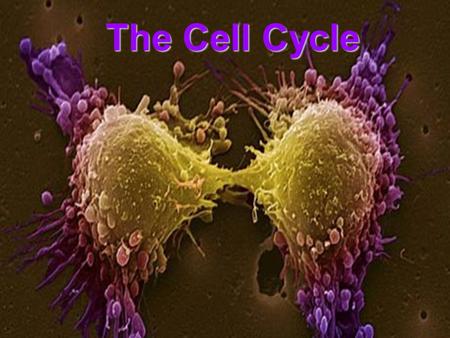 The Cell Cycle. Tennessee State Standards Addressed Grade 7 GLE 0707.1.4 Illustrate how cell division occurs in sequential stages to maintain the chromosome.