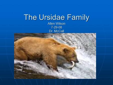 The Ursidae Family Allen Wilson 7-29-08 Dr. McCall.
