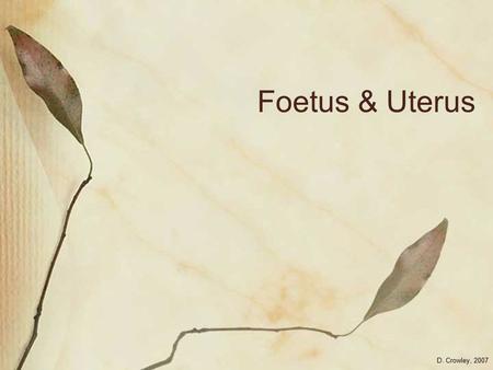 Foetus & Uterus D. Crowley, 2007. Foetus & Uterus To be able to label a foetus in the uterus, and know the function of each part Friday, August 14, 2015.